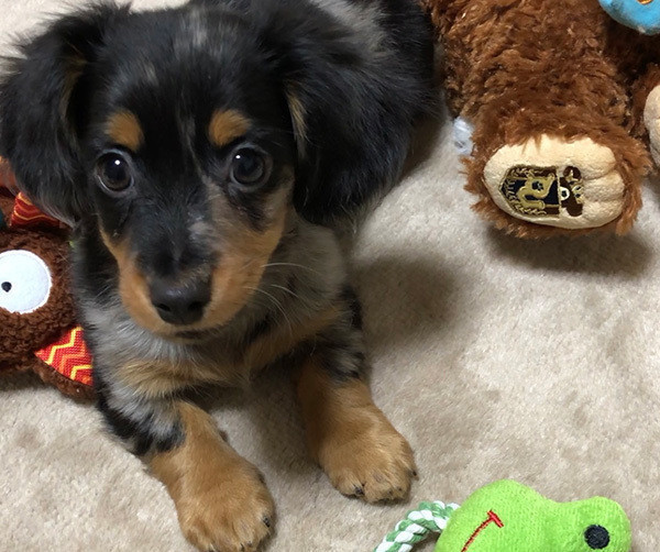 年間500万円超えも 犬を飼うために必要なお金 生涯コスト編 いぬのきもちnews Line News