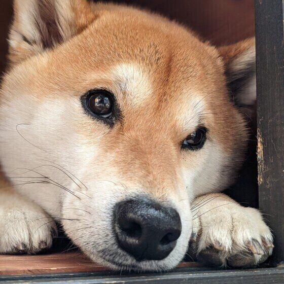 留守番が苦手な犬 に見られる共通点とは 対処法を獣医師が解説 いぬのきもちnews Line News
