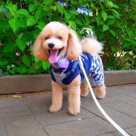 犬がうれしょんする理由は ついやりがちなng習慣 対処法 いぬのきもちnews Line News