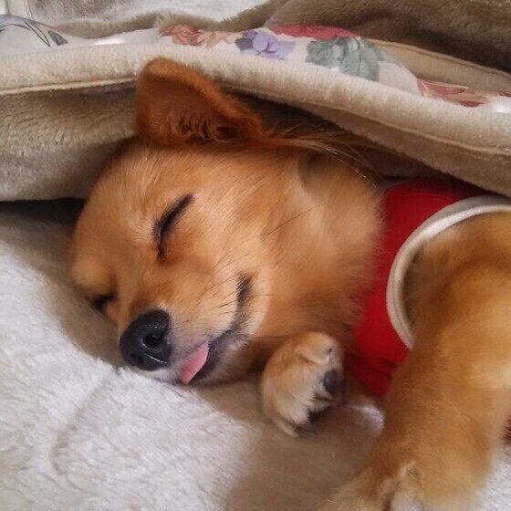 怖がりな犬 への正しい対処法 3つのシチュエーション別に見る いぬのきもちnews Line News