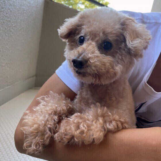 犬の 舌の色 を見てできる健康状態チェック 不調のサインを獣医師が解説 いぬのきもちnews Line News