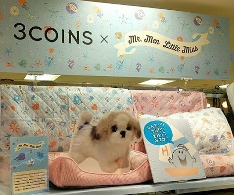 愛犬と私の 夏のお助けアイテム 3コインズでみ つけた いぬのきもちnews Line News