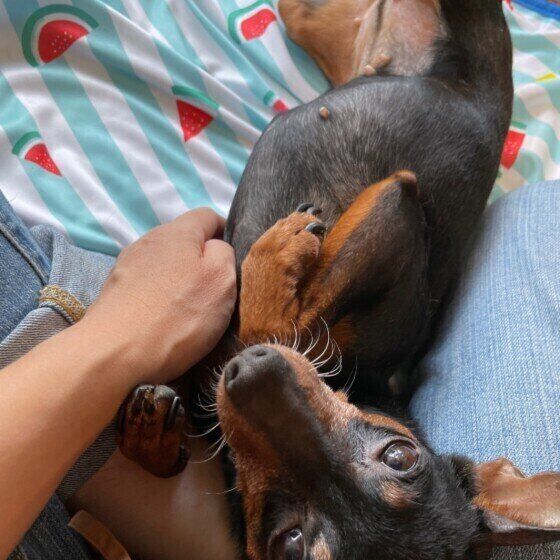 犬が なでられると喜ぶ のはなぜ 飼い主さん以外でも嬉しいのかどうか 獣医師が解説 いぬのきもちnews Line News