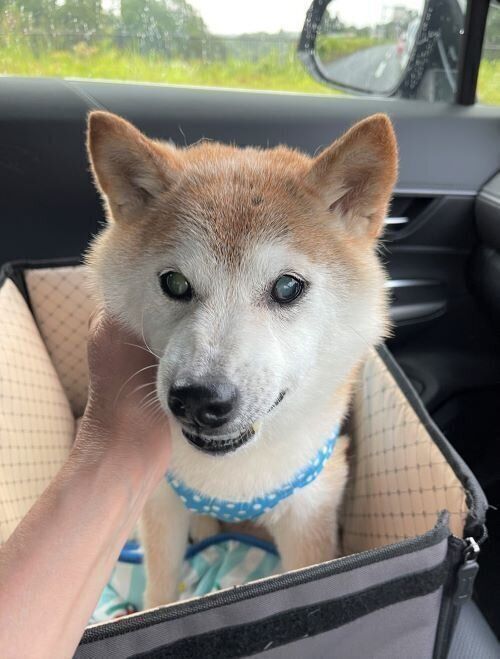 これで解決 柴犬かぼすちゃん ドライブ中の キュンキュン鳴き対策 いぬのきもちnews Line News これで解決 柴犬かぼすちゃん ドライブ中の キュンキュン鳴き対策 いぬのきもちnews Line News
