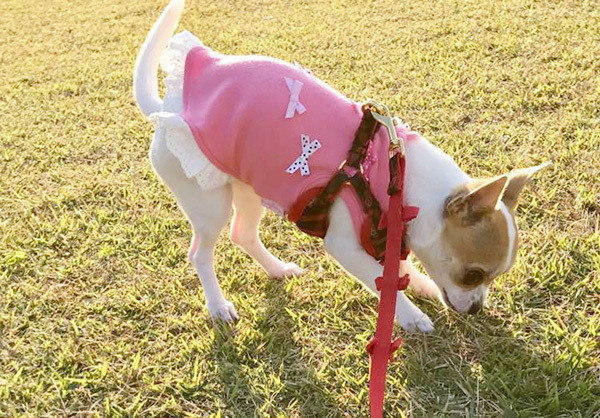 獣医師監修 犬なのにお散歩がキライ 考えられる原因と解決策 いぬのきもちnews
