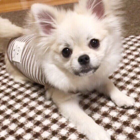 犬が足をなめる理由と対処法は 獣医師に聞いてみた いぬのきもちnews Line News