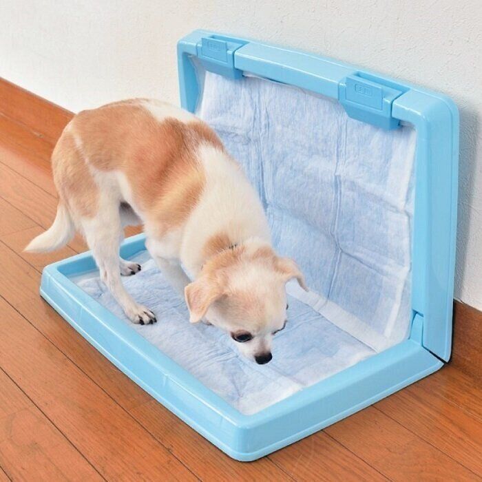 案外カンタン 犬のトイレのはみ出しを直すコツはこれ いぬのきもちnews