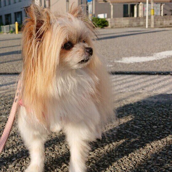 犬が 体をブルブルする 理由を解説 嫌な気持ちを切り替えたいサインのことも いぬのきもちnews Line News