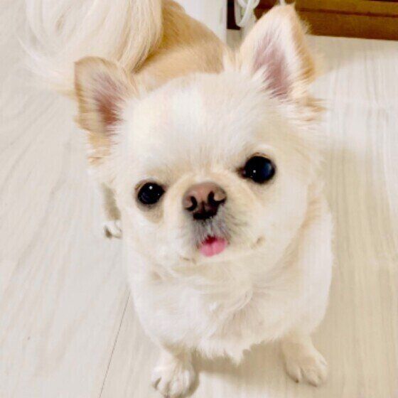 犬が体をかくのはかまってほしいから 犬の 意外なかまってサイン 3つ いぬのきもちnews Line News