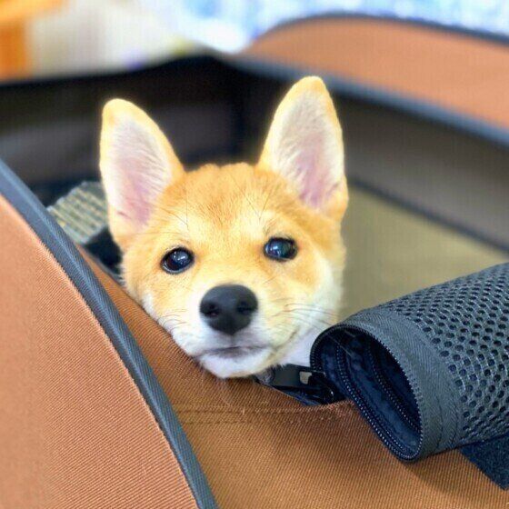 犬がウルウルした目で見つめてくる理由 かわいい画像つきで解説 いぬのきもちnews