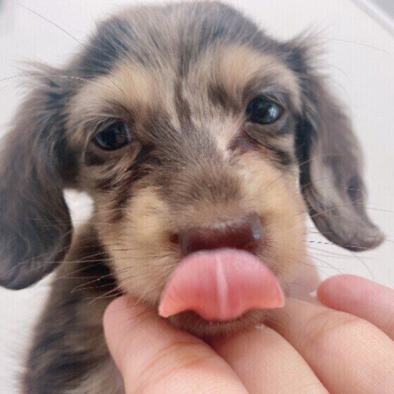 どんな気持ちから 生後7カ月未満の子犬がキューンと鳴く理由 いぬのきもちnews