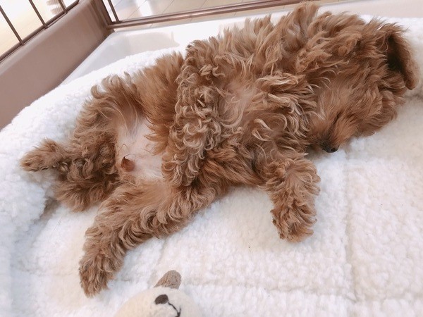 愛犬が一緒に寝たがる理由や注意点 別々で寝る方がいいってホント いぬのきもちnews