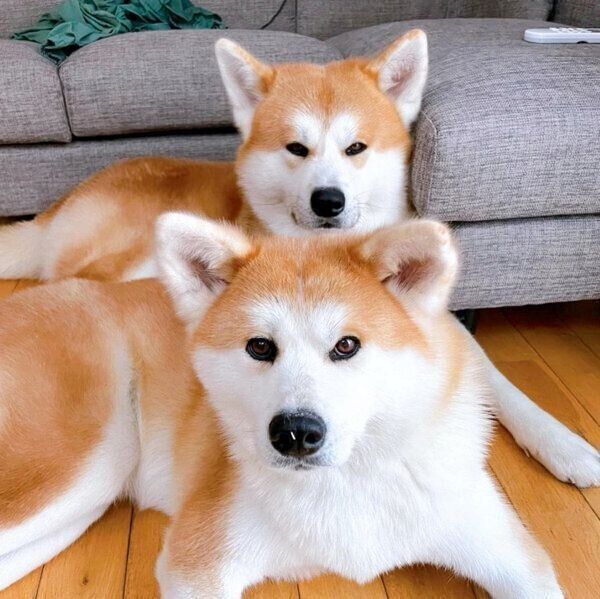 ソファの下に潜ったら出られなくなっちゃったハスキー 飼い主さんに助けてもらう いぬのきもちnews Line News