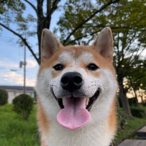 気圧や湿度で犬の体調が変わる 気象病 とは 台風の多い季節に知っておきたいこと いぬのきもちnews Line News