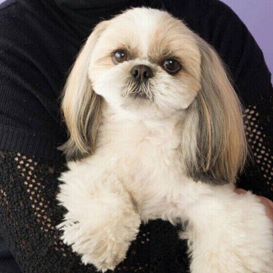 犬の 足ピーン は可愛いしぐさだけじゃない 病気やケガで起こることも いぬのきもちnews Line News