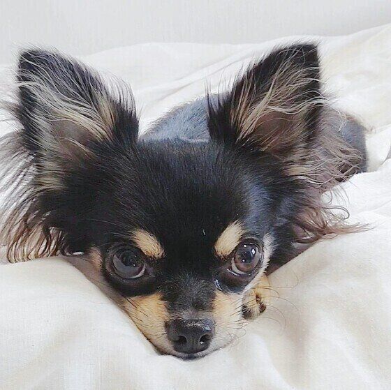 犬の 足ピーン は可愛いしぐさだけじゃない 病気やケガで起こることも いぬのきもちnews Line News