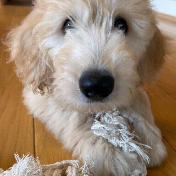 犬の 足ピーン は可愛いしぐさだけじゃない 病気やケガで起こることも いぬのきもちnews Line News