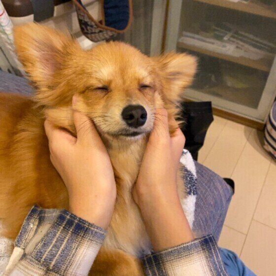 犬の ストレス解消マッサージ とは アンチエイジングマッサージも いぬのきもちnews Line News