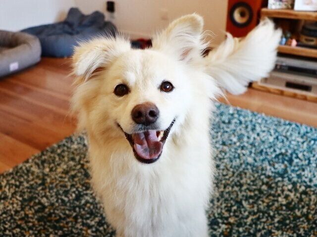 犬に対する素朴な疑問 穴澤賢の犬のはなし いぬのきもちnews