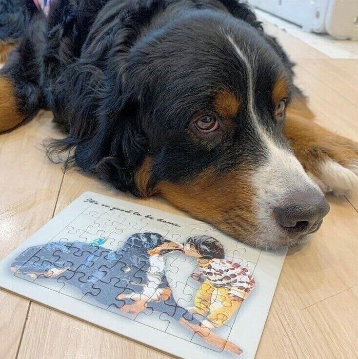 思わず抱きつきたくなる モフモフの大型犬 バーニーズ マウンテン ドッグについてご紹介 いぬのきもちnews Line News 思わず抱きつきたくなる モフモフの大型犬 バーニーズ マウンテン ドッグについてご紹介 いぬのきもちnews Line News