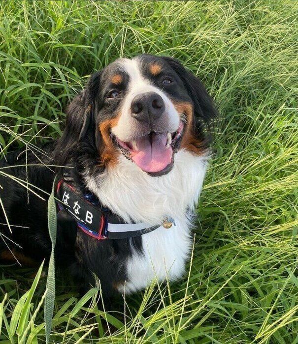 思わず抱きつきたくなる モフモフの大型犬 バーニーズ マウンテン ドッグについてご紹介 いぬのきもちnews Line News 思わず抱きつきたくなる モフモフの大型犬 バーニーズ マウンテン ドッグについてご紹介 いぬのきもちnews Line News