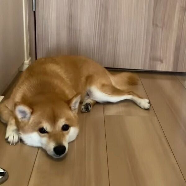 うちの犬が生きたセミを食べた ゾッとする犬の行動を獣医師が解説 いぬのきもちnews Line News