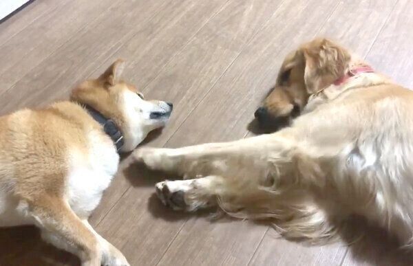 うちの犬が生きたセミを食べた ゾッとする犬の行動を獣医師が解説 いぬのきもちnews Line News