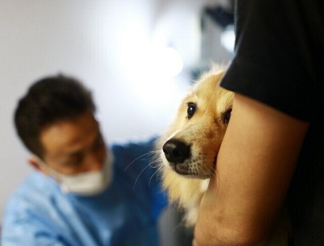 うちの犬が生きたセミを食べた ゾッとする犬の行動を獣医師が解説 いぬのきもちnews Line News