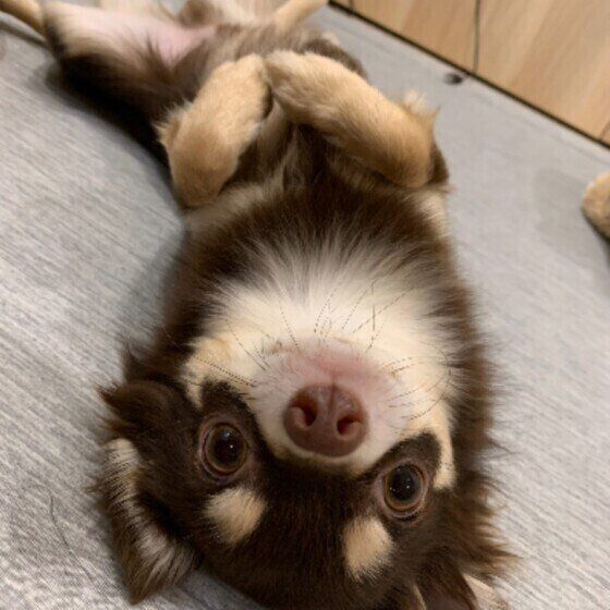しっぽを振る=イヤですサイン!? 勘違いしやすい犬の意思表示(いぬのきもちNEWS) しっぽを振る=イヤですサイン!? 勘違いしやすい犬の意思表示(いぬのきもちNEWS)