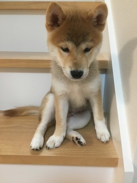 家の中にも危険が 愛犬のケガを予防する室内環境5つのコツとは いぬのきもちnews Line News