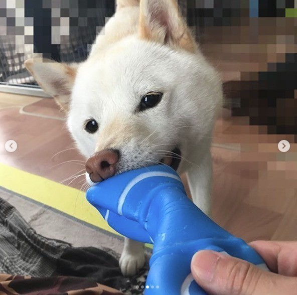 犬だって100円ショップがお気に入り 楽しいおもちゃで遊ぼう いぬのきもちnews Line News