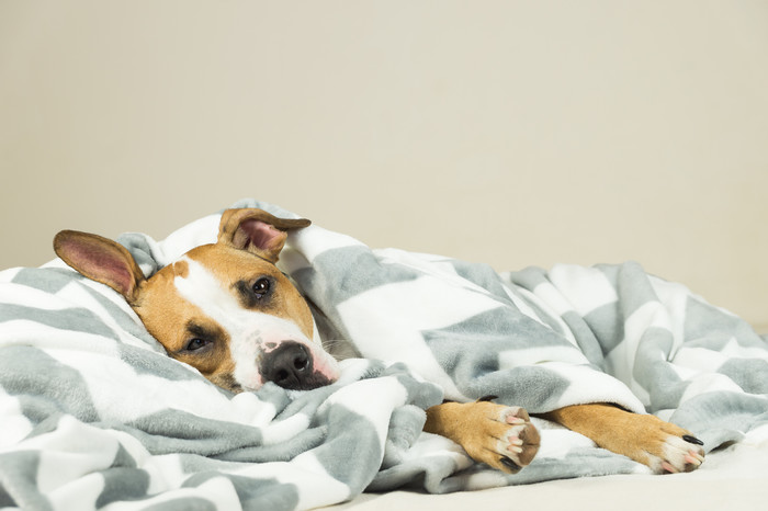 犬の胃炎