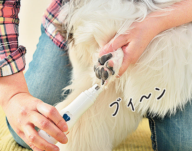 アプローチを変える 犬の足拭き 歯磨き 爪切りの 裏技 教えます いぬのきもちnews Line News