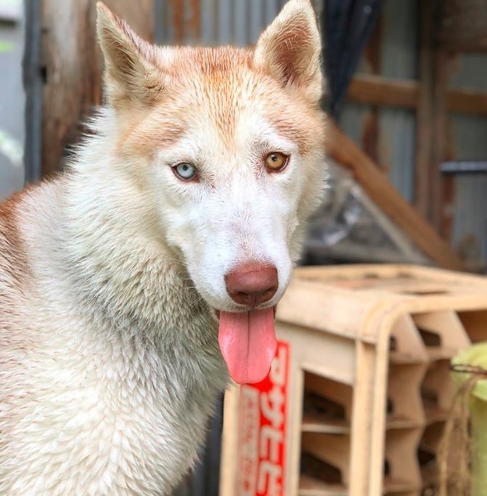 シベリアン ハスキーにオッドアイが多い理由について獣医師が解説 いぬのきもちnews Line News