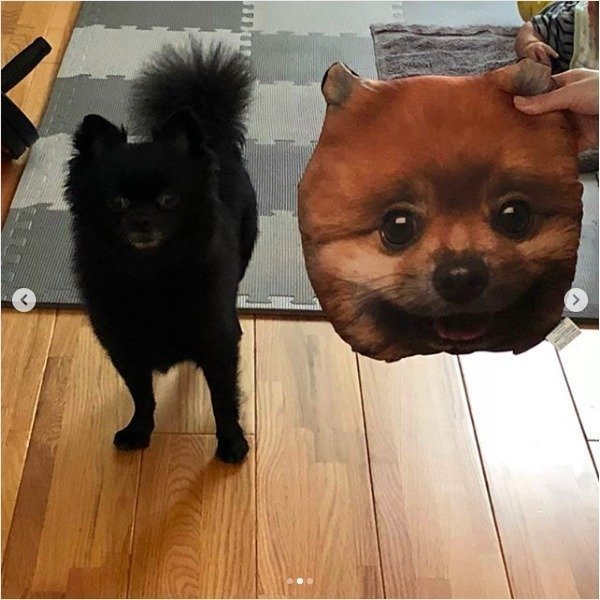 ダイソーの 犬クッション が話題 顔を埋めたくなるかわいさは必見 いぬのきもちnews Line News ダイソーの 犬クッション が話題 顔を埋めたくなるかわいさは必見 いぬのきもちnews Line News