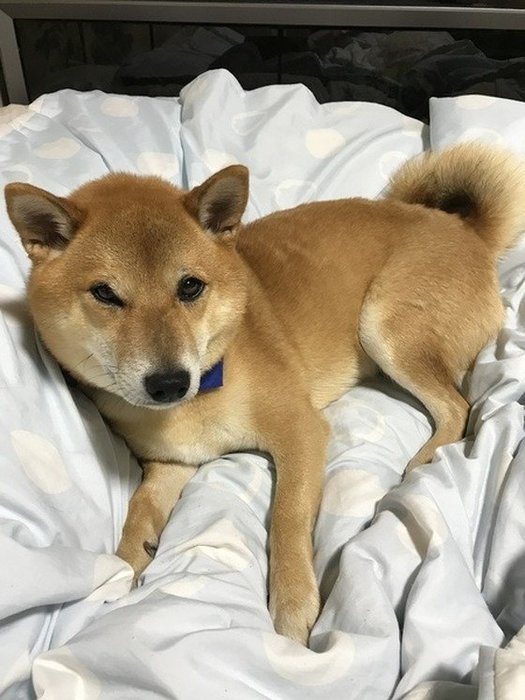 愛犬の不思議な行動 飼い主さんの なんで に迫ります いぬのきもちnews Line News