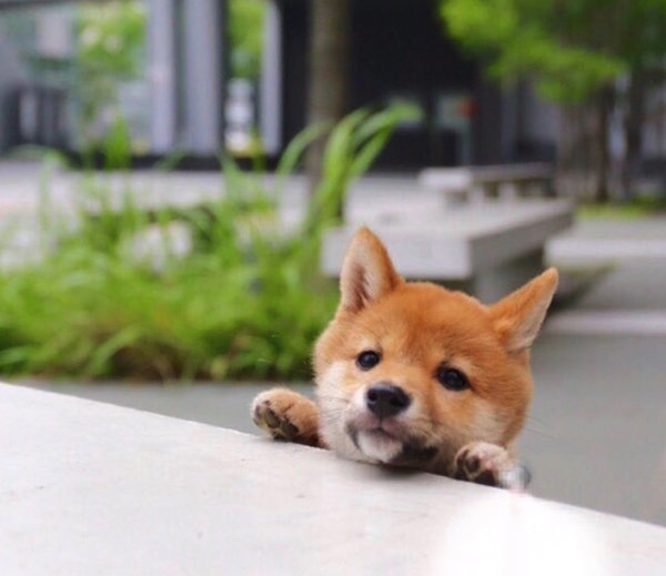 なんとしても脱出したい豆柴ちゃん 飼い主さんへの 媚びの売り方 が激カワ いぬのきもちnews Line News