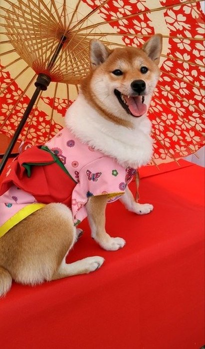 専門家が教える 柴犬との散歩 適度な距離や時間 距離の保ち方は いぬのきもちnews Line News