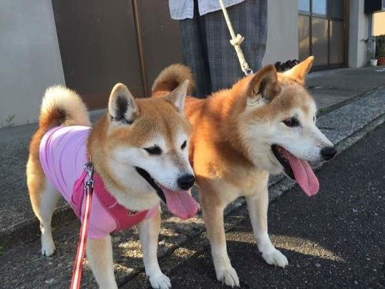 専門家が教える 柴犬との散歩 適度な距離や時間 距離の保ち方は いぬのきもちnews Line News