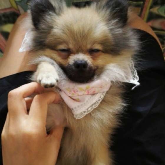 大好きだから 飼い主さんを近くで感じたい 犬の密着系ラブサイン いぬのきもちnews Line News