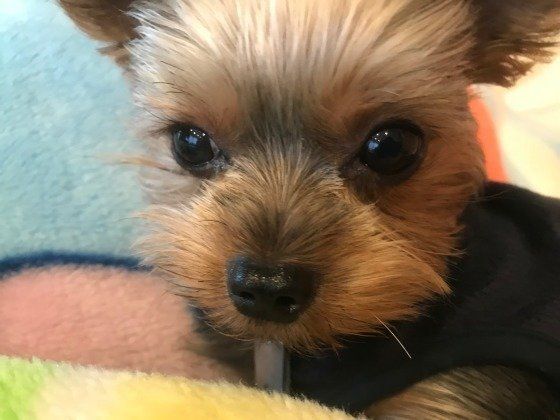 意外な人気犬種も 抜け毛が多い犬 少ない犬は いぬのきもちnews Line News