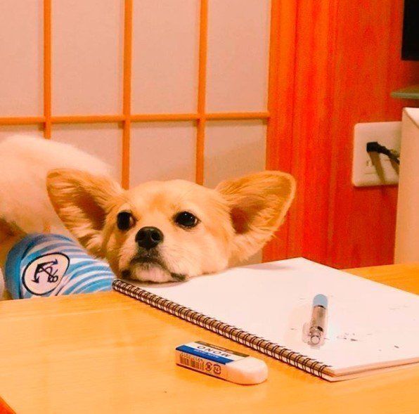 インスタ画像つき 犬が飼い主さんやモノに あごのせ する理由とは いぬのきもちnews Line News