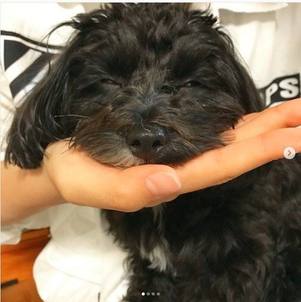 インスタ画像つき 犬が飼い主さんやモノに あごのせ する理由とは いぬのきもちnews Line News