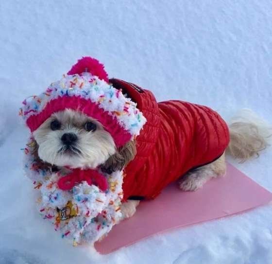 テンション上がるね 犬が雪に喜ぶ理由をかわいい写真とともに解説 いぬのきもちnews Line News