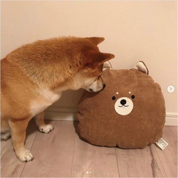 ダイソーで発見 きゅっとした表情の ワンコクッション がかわいい いぬのきもちnews Line News