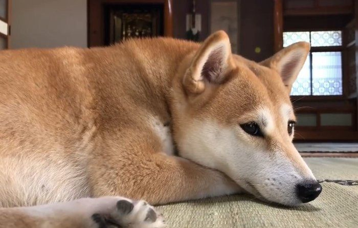 お父さんが仕事に出かけるのを寂しそうに見送る柴ワンコ 帰ってきたときの喜びの反応にキュン いぬのきもちnews Line News