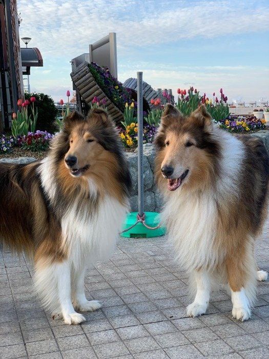 犬が逆立ちしてオシッコする理由は 獣医師の先生に聞いてみた いぬのきもちnews Line News