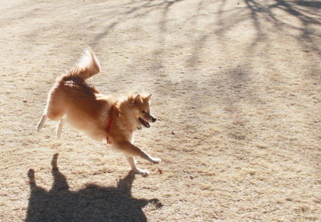 八ヶ岳のオススメドッグラン 穴澤賢の犬のはなし いぬのきもちnews