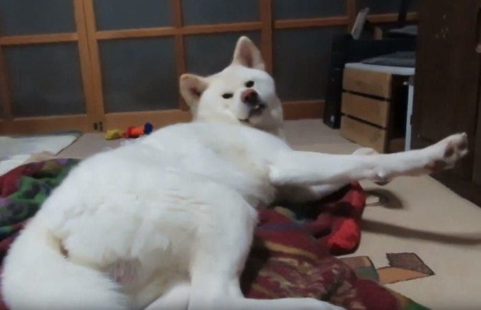 もうここで寝るってば 自分の寝床に戻りたくない秋田犬がついに いぬのきもちnews Line News もうここで寝るってば 自分の寝床に戻りたくない秋田犬がついに いぬのきもちnews Line News