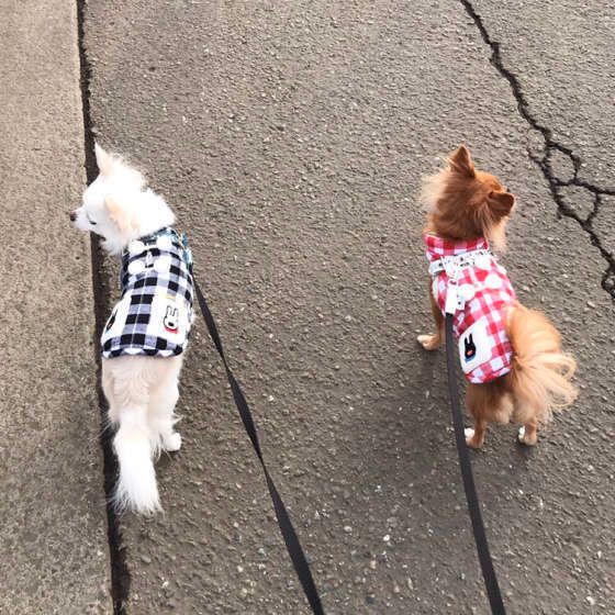 4つのシーンと理由別 犬に吠えるのをやめさせる方法 いぬのきもちnews